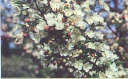 Яблоневый сад в цвету	